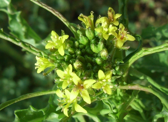 Sisymbrium irio / Erba cornacchia irida